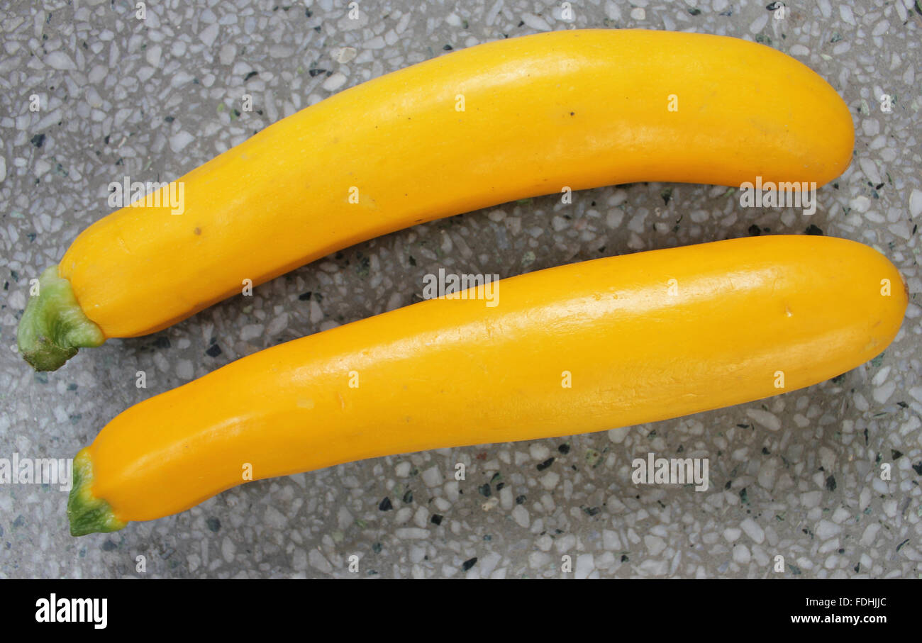 Cucurbita pepo, Yellow zucchini, summer squash cultivar, golden yellow