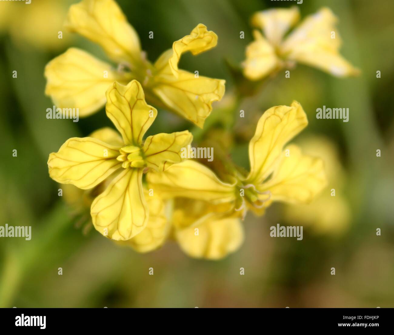 Eruca sativa, salad rocket, rugula, Annual herb, pinnately lobed leaves, pale yellow flowers, beaked pods, seeds taramira oil Stock Photo