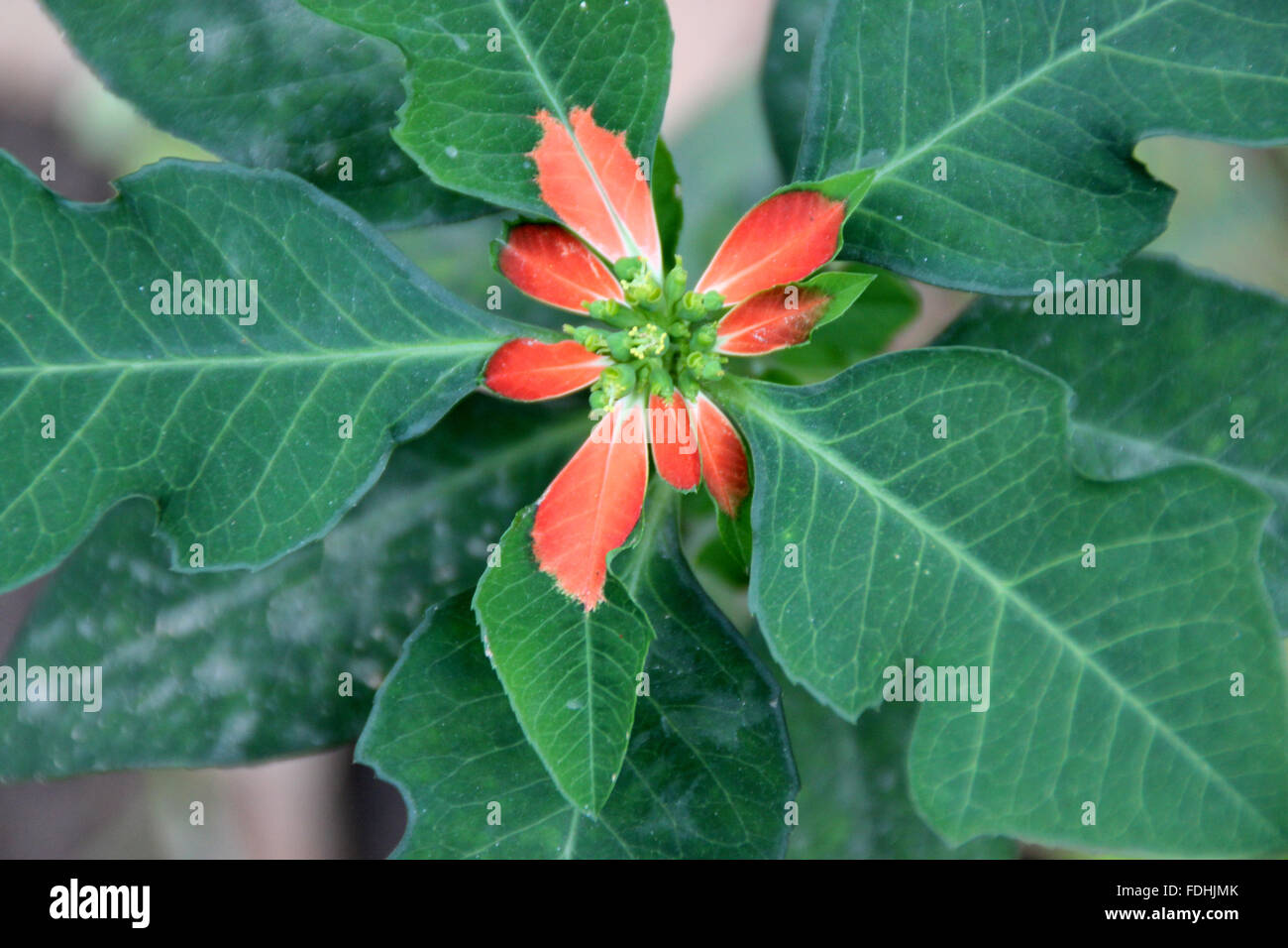 Euphorbia cyathophora, Wild Poinsettia, herbaceous plant with red leaves especially in basal part, surrounding cyathia infl Stock Photo