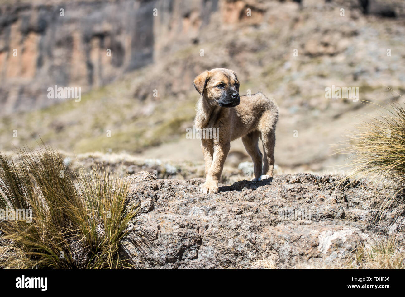 A local shepherd's puppy standing on the rocky terrain of the mountains in Lesotho, Africa Stock Photo