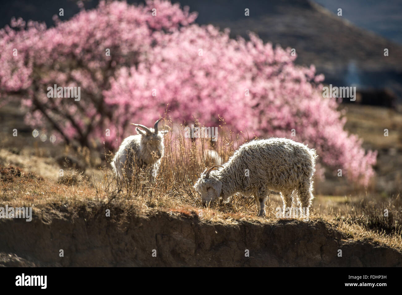 Goats grazing on the mountaintop in Lesotho, Africa Stock Photo