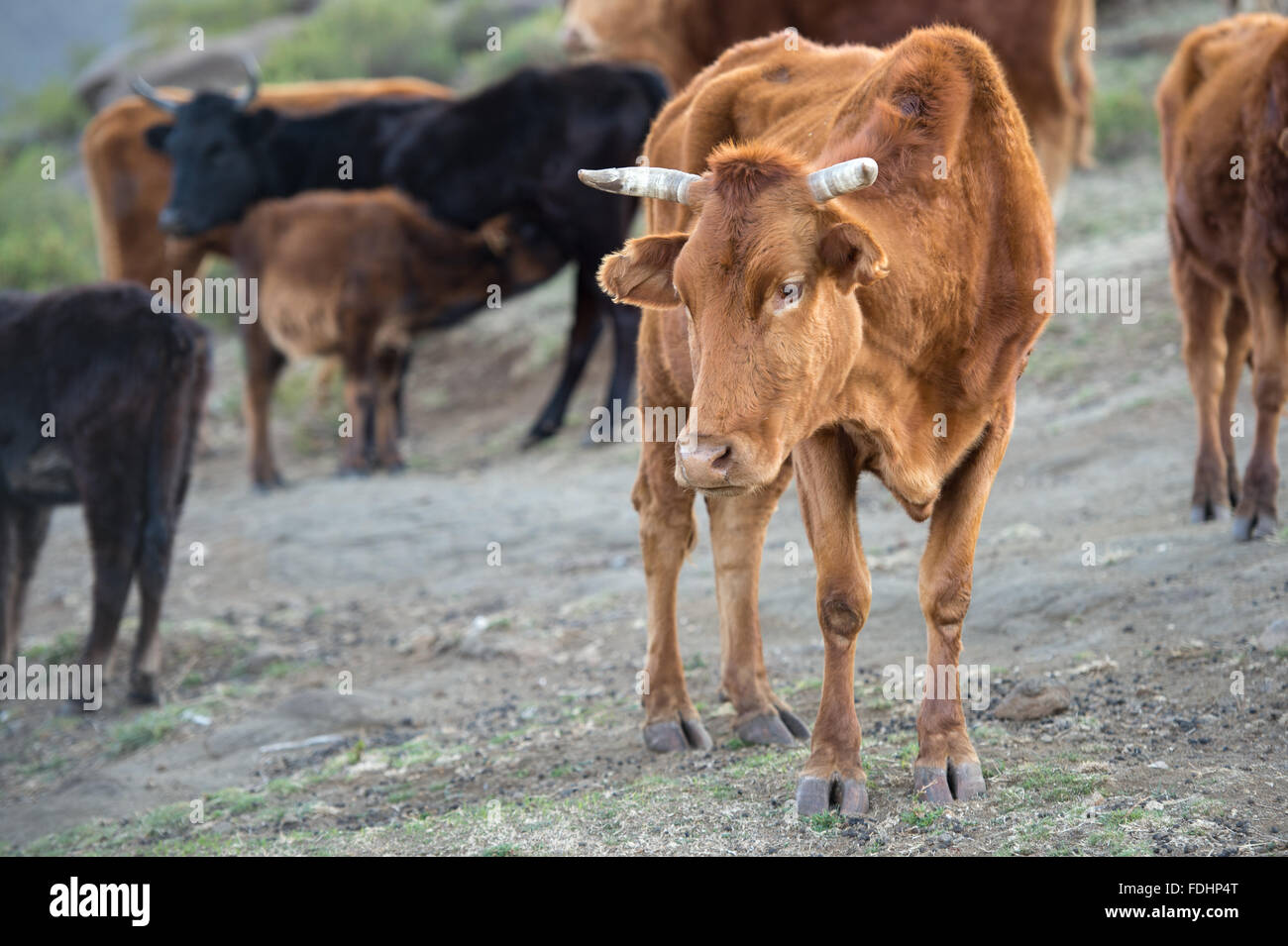 Beef cattle in a village in Lesotho, Africa Stock Photo