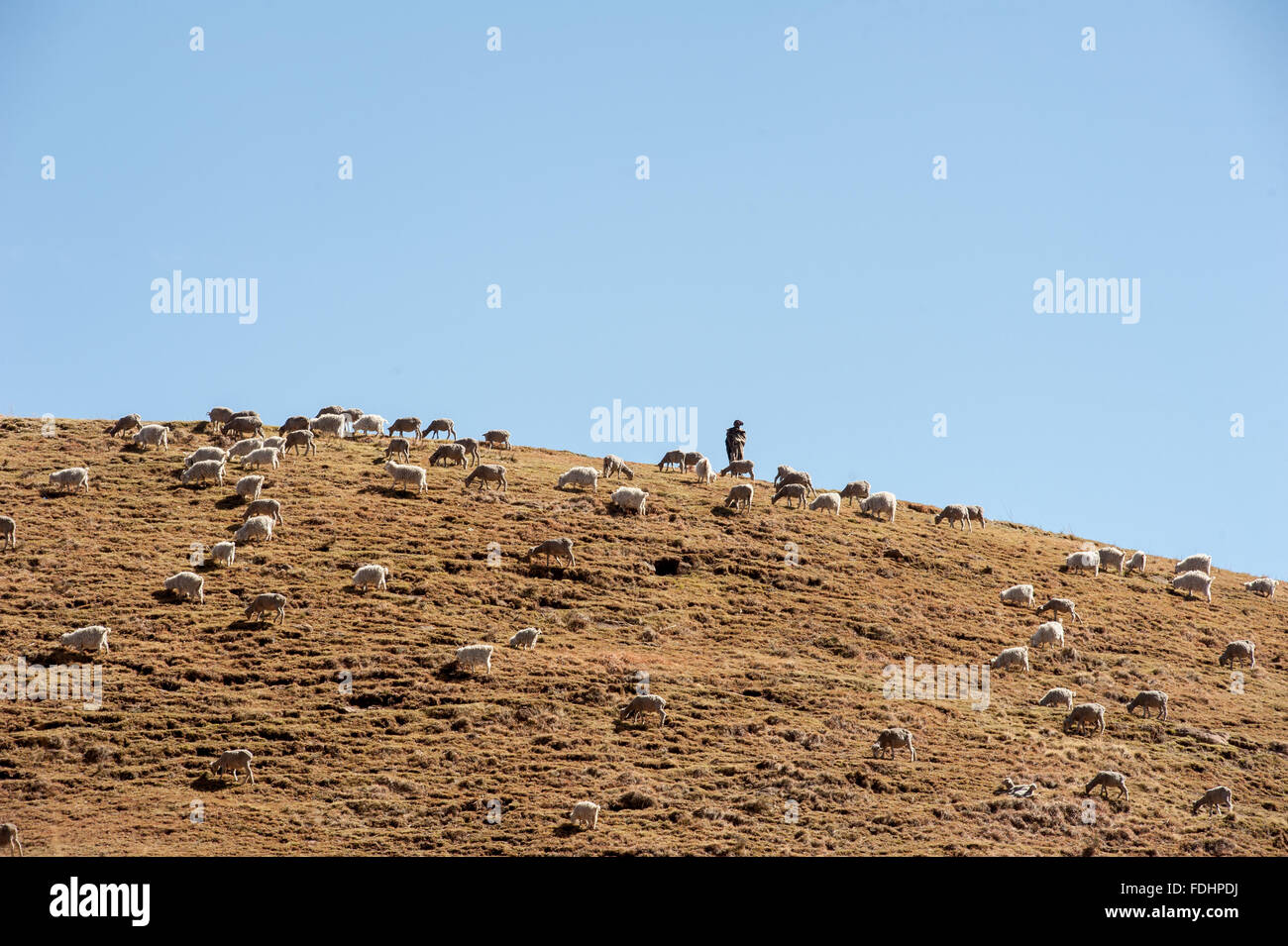 Sheep grazing on the top of a hill with their shepherd watching over them in Lesotho, Africa Stock Photo