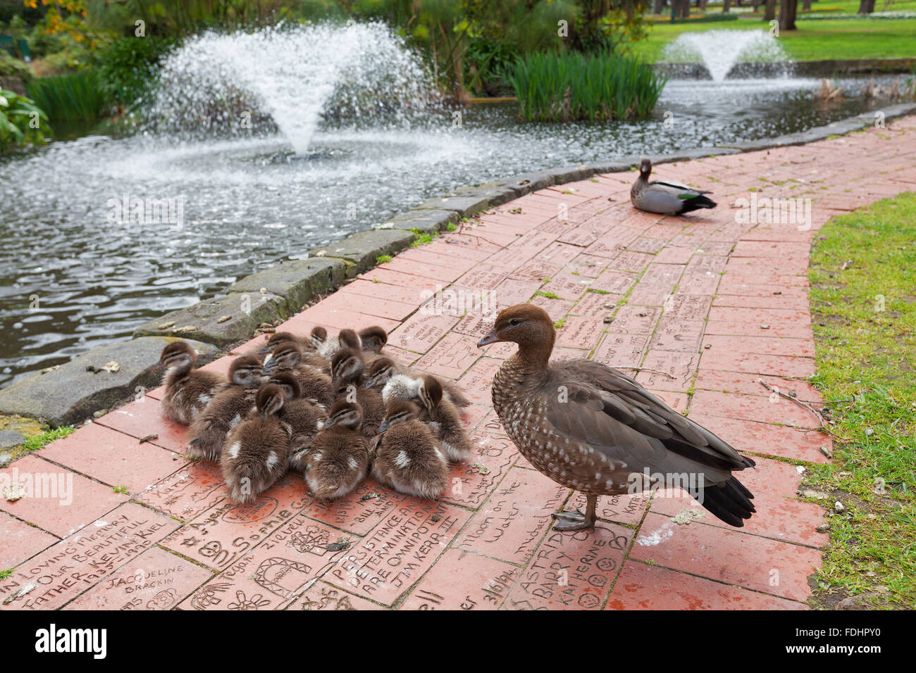 Group of ducklings cuddling on footpath near pond with fountains Stock
