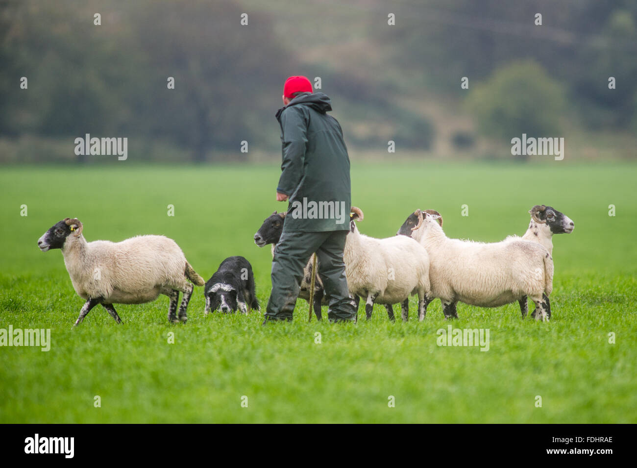 Shepherd and dog herding sheep at the International Sheep Dog Trials in Moffat, Scotland, UK. Stock Photo