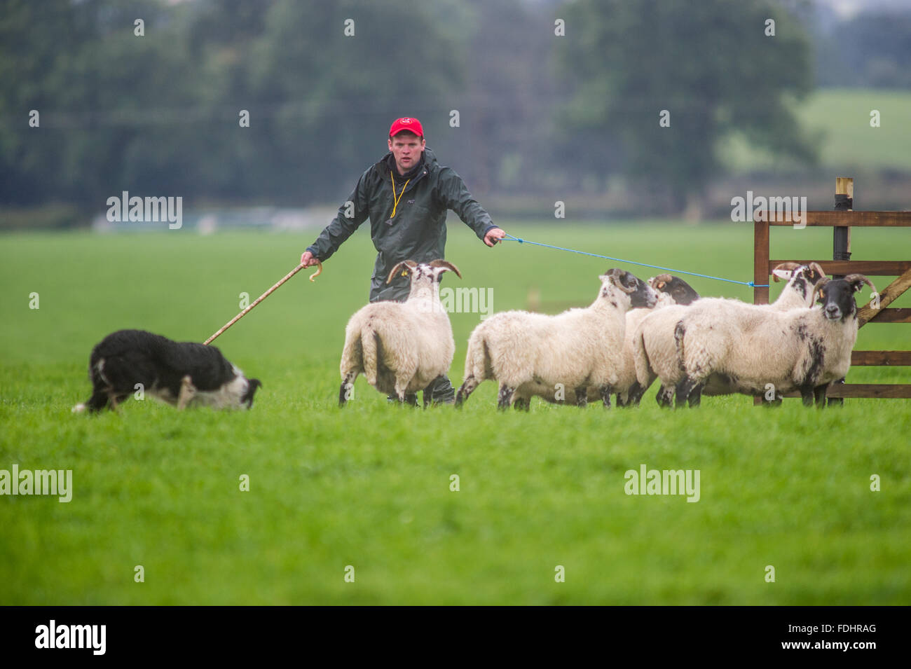Shepherd and dog herding sheep at the International Sheep Dog Trials in