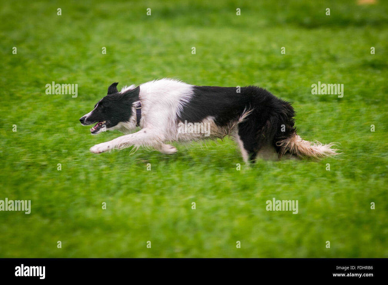 Dog running with sheep hires stock photography and images Alamy