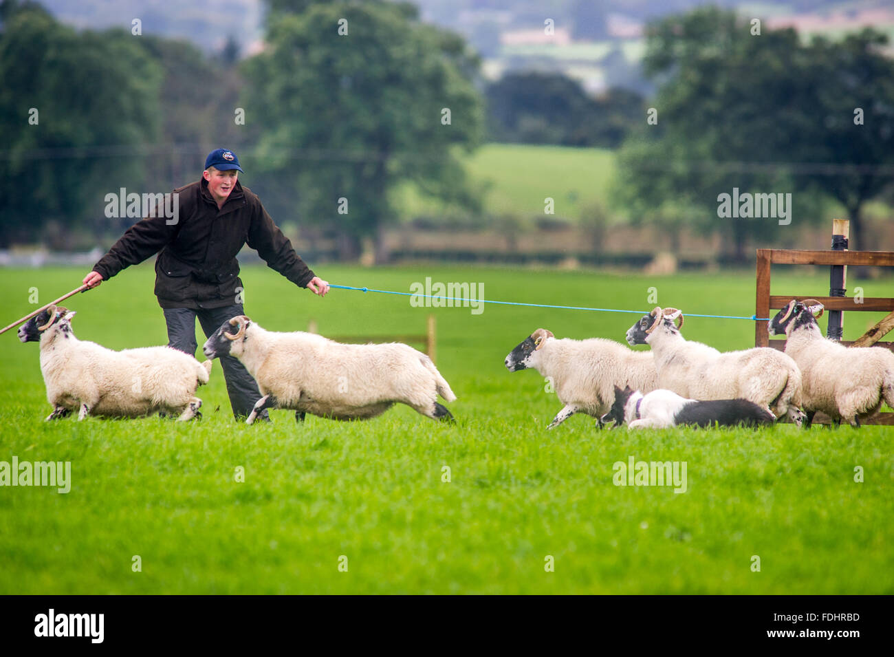 A shepherd and border collie herding sheep at the International Sheep ...