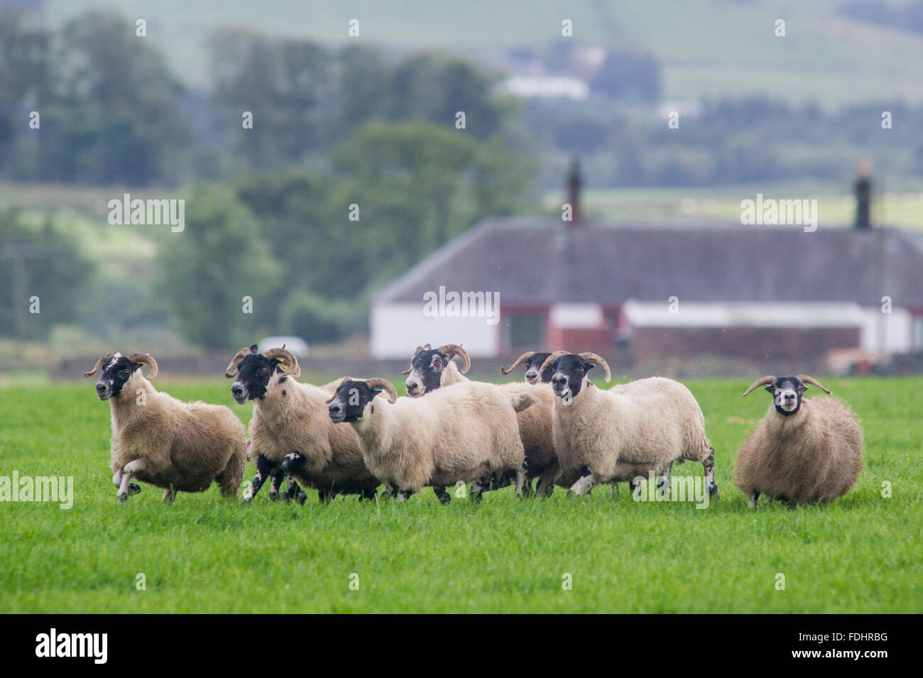 Sheep at the International Sheep Dog Trials in Moffat, Scotland, UK. Stock Photo
