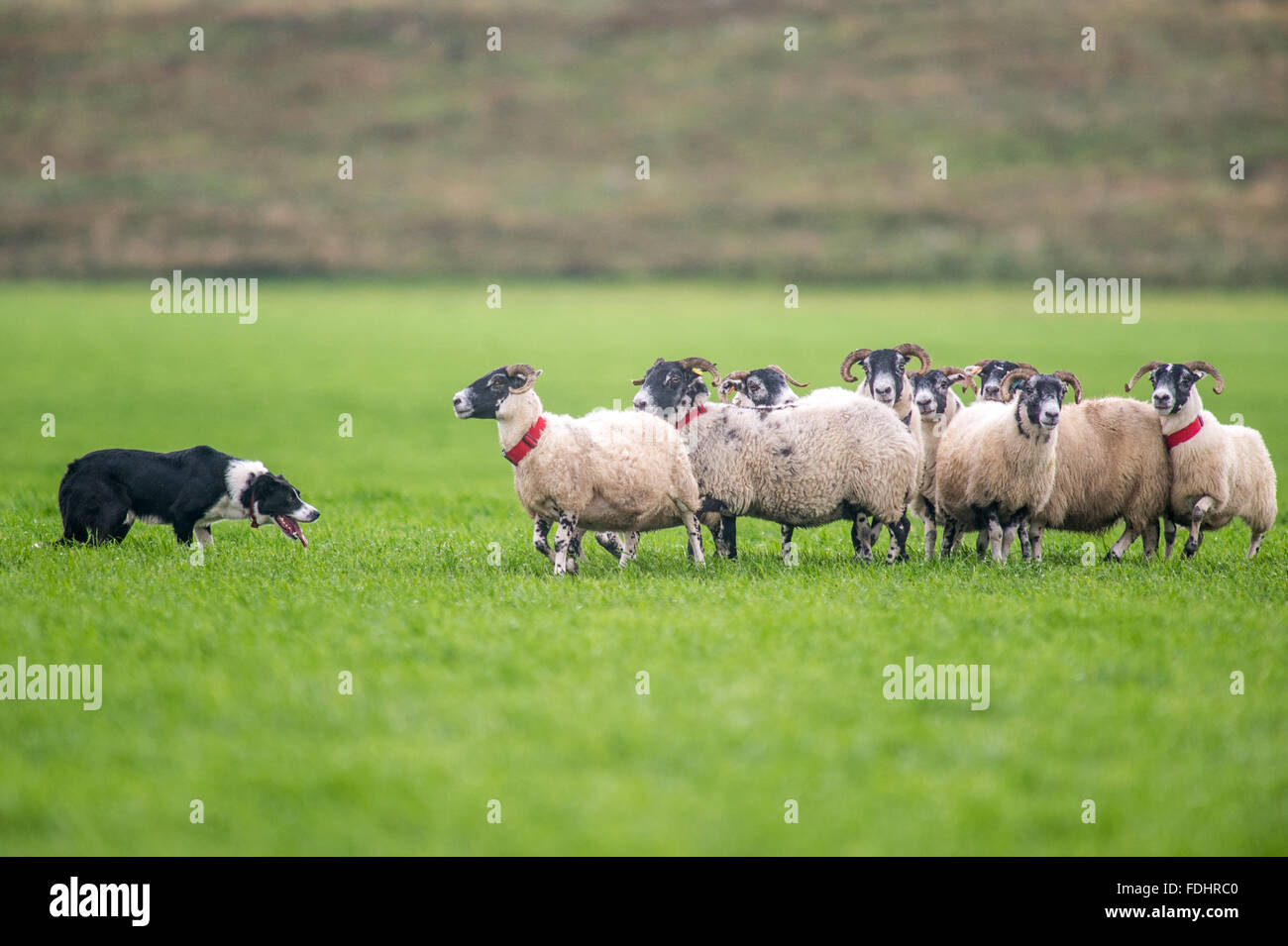 Border Collie herding sheep at International Sheep Dog Trials in Moffat, Scotland, UK. Stock Photo