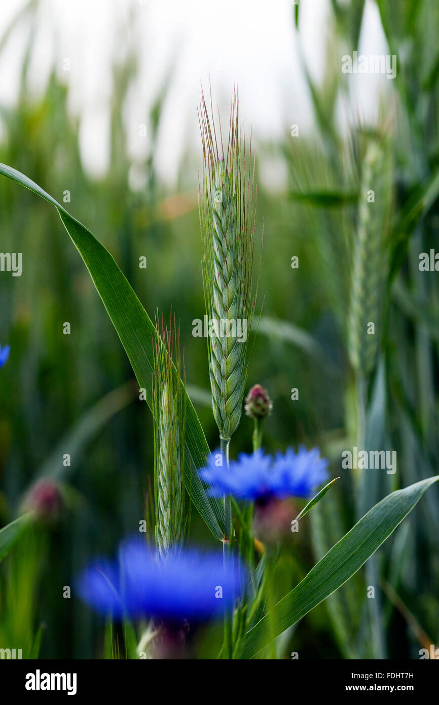 Ripe cornflowers hi-res stock photography and images - Alamy
