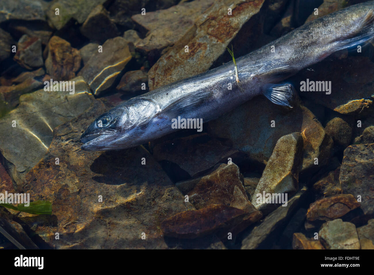 close up of a dead fish floating in shallow waters to be used as a concept Stock Photo
