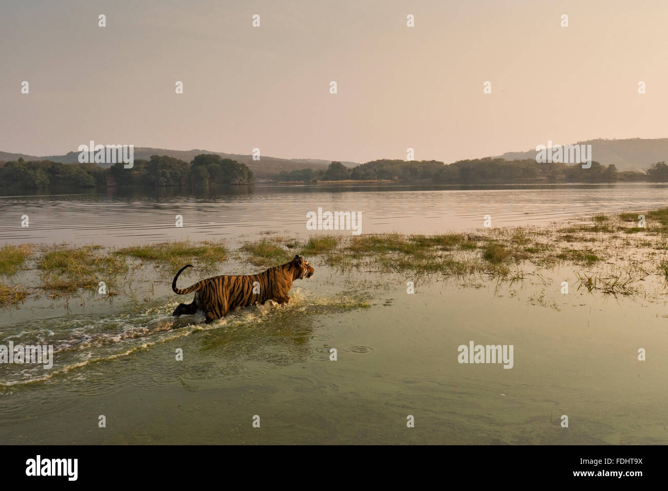 Wide angled shot of a wild tiger walding in the waters of the Raj Bagh lake on a winter morning in Ranthambhore tiger reserve o Stock Photo