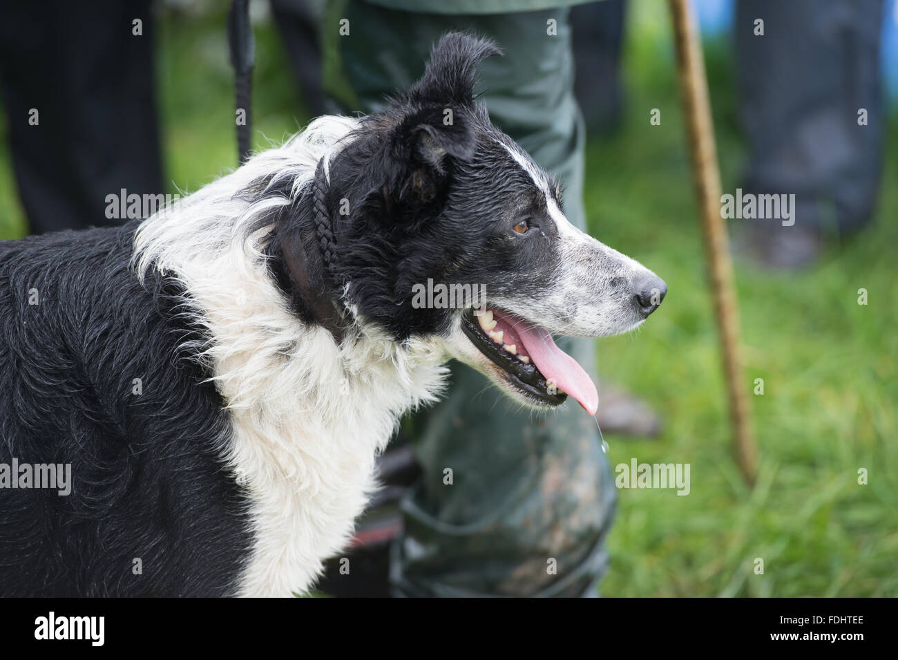 Border collie at the International Sheep Dog Trials in Moffat, Scotland, UK. Stock Photo