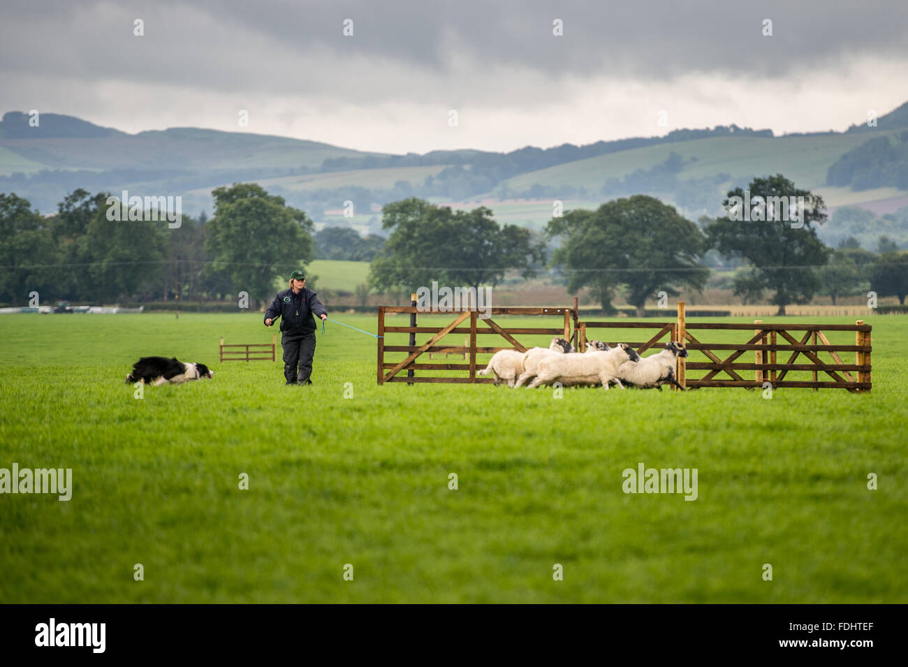 A shepherd and border collie herding sheep at the International Sheep Dog Trials in Moffat, Scotland, UK. Stock Photo
