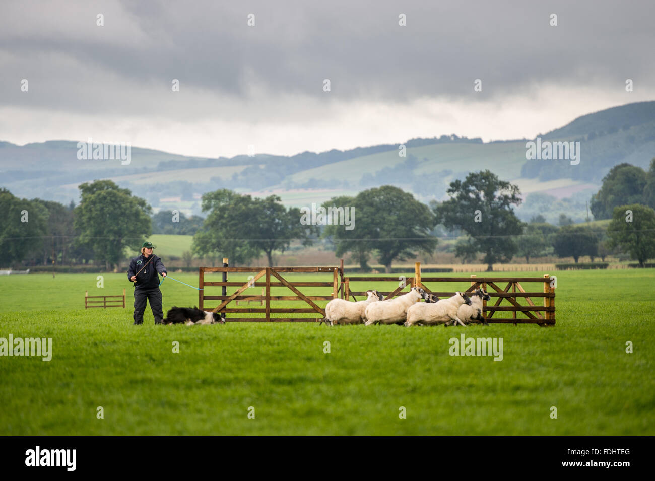 A shepherd and border collie herding sheep at the International Sheep Dog Trials in Moffat, Scotland, UK. Stock Photo