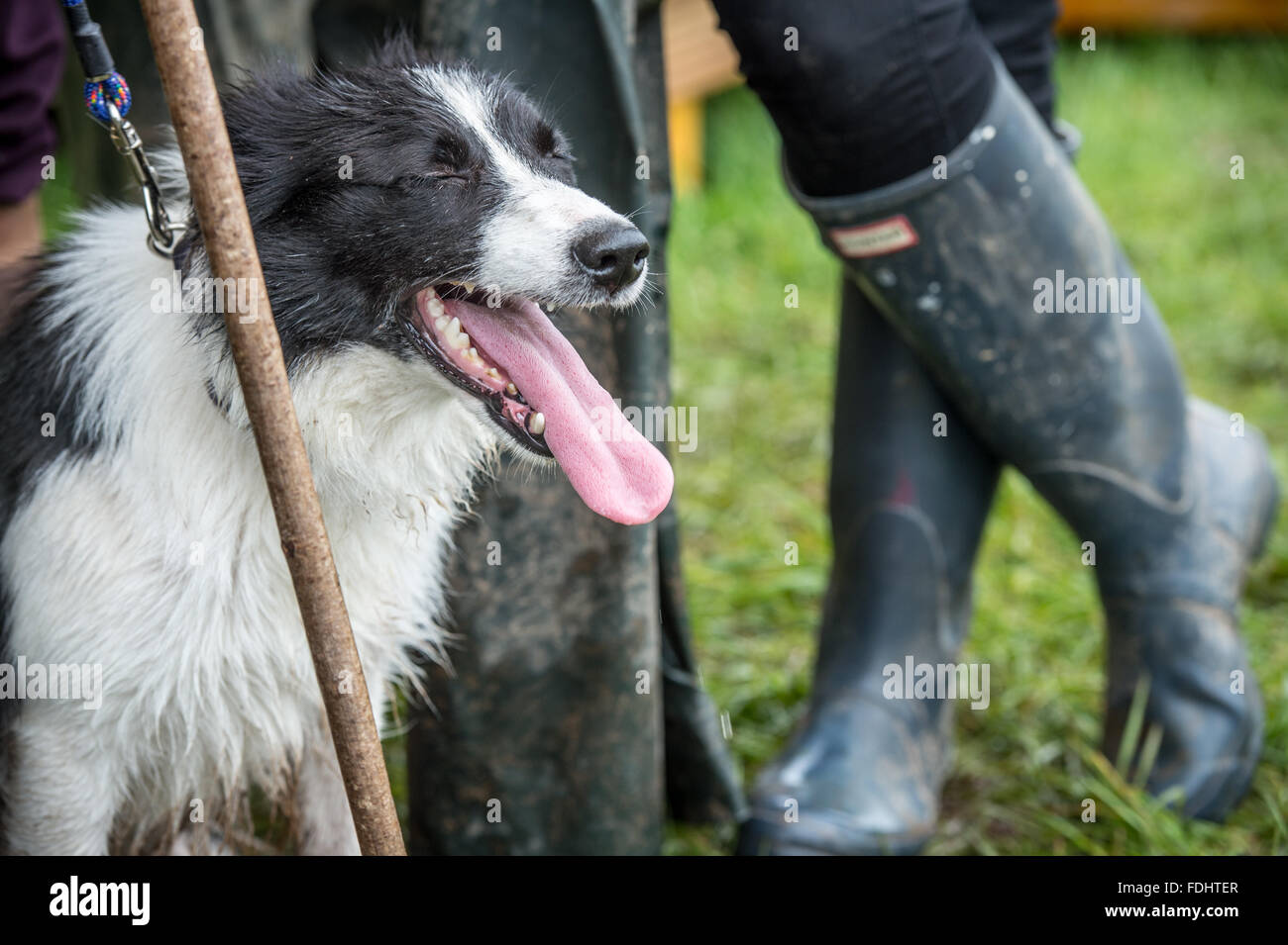 Border collie at the International Sheep Dog Trials in Moffat, Scotland