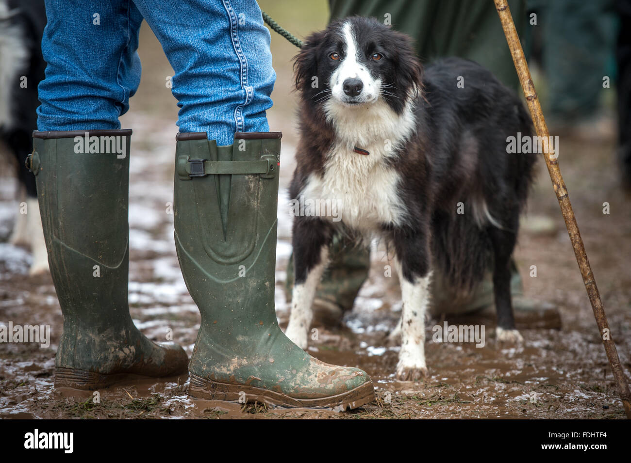 Border collie standing with its shepherd at the International Sheep Dog Trials in Moffat, Scotland, UK. Stock Photo