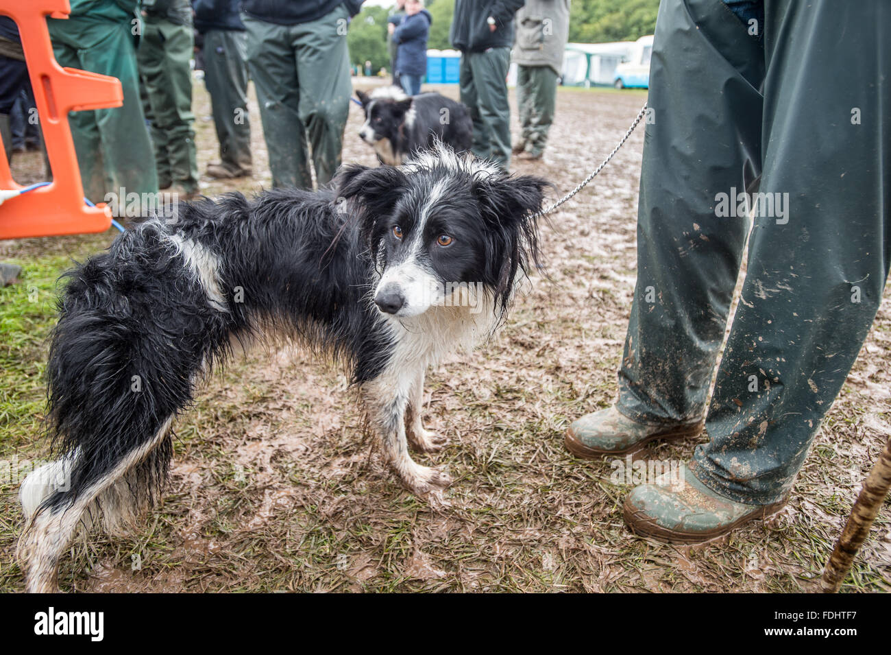 Border collie standing with its shepherd at the International Sheep Dog