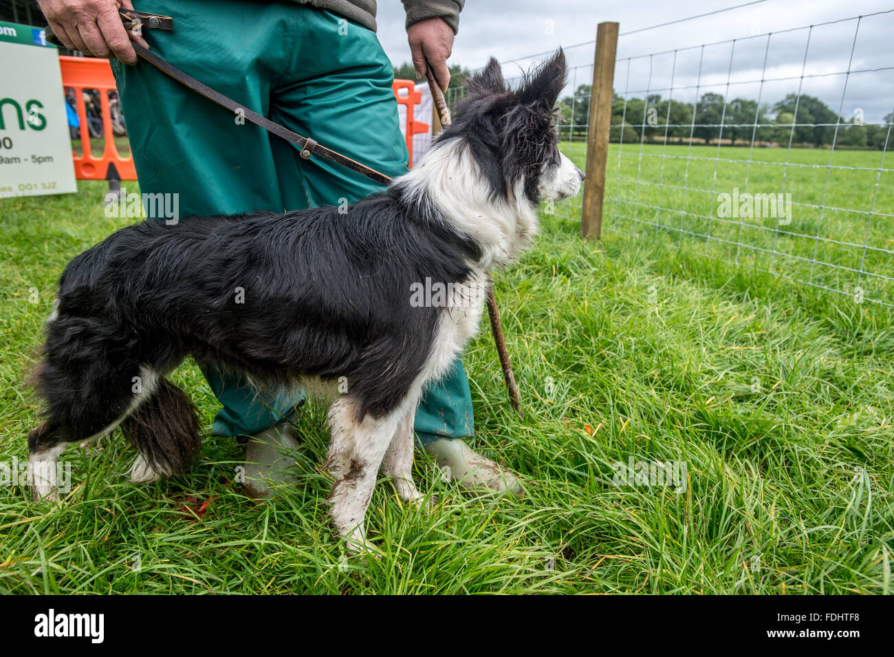 Border collie standing with its shepherd at the International Sheep Dog
