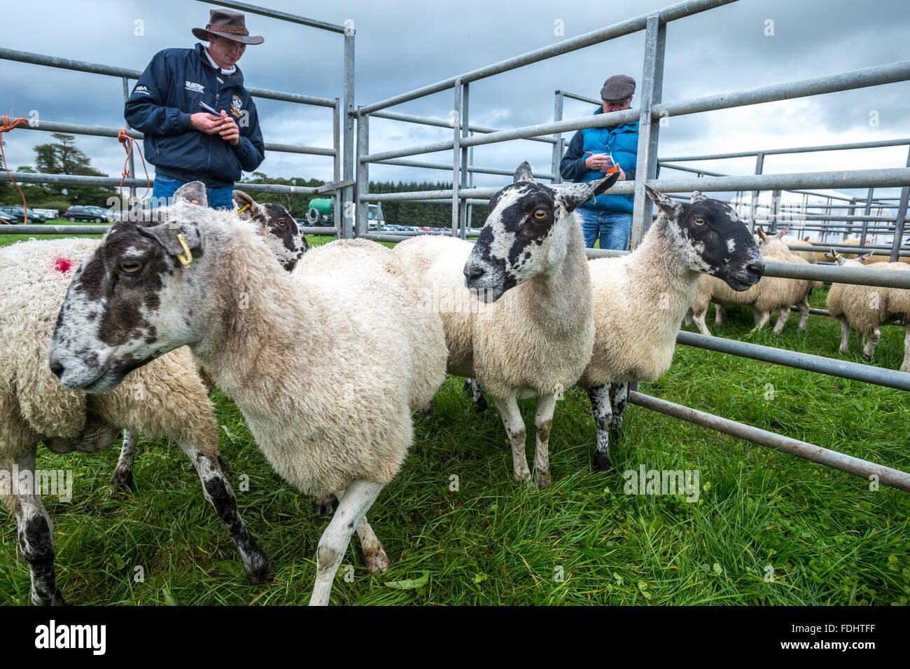 Sheep in their pens at the International Sheepdog Trials in Moffat, Scotland, UK. Stock Photo