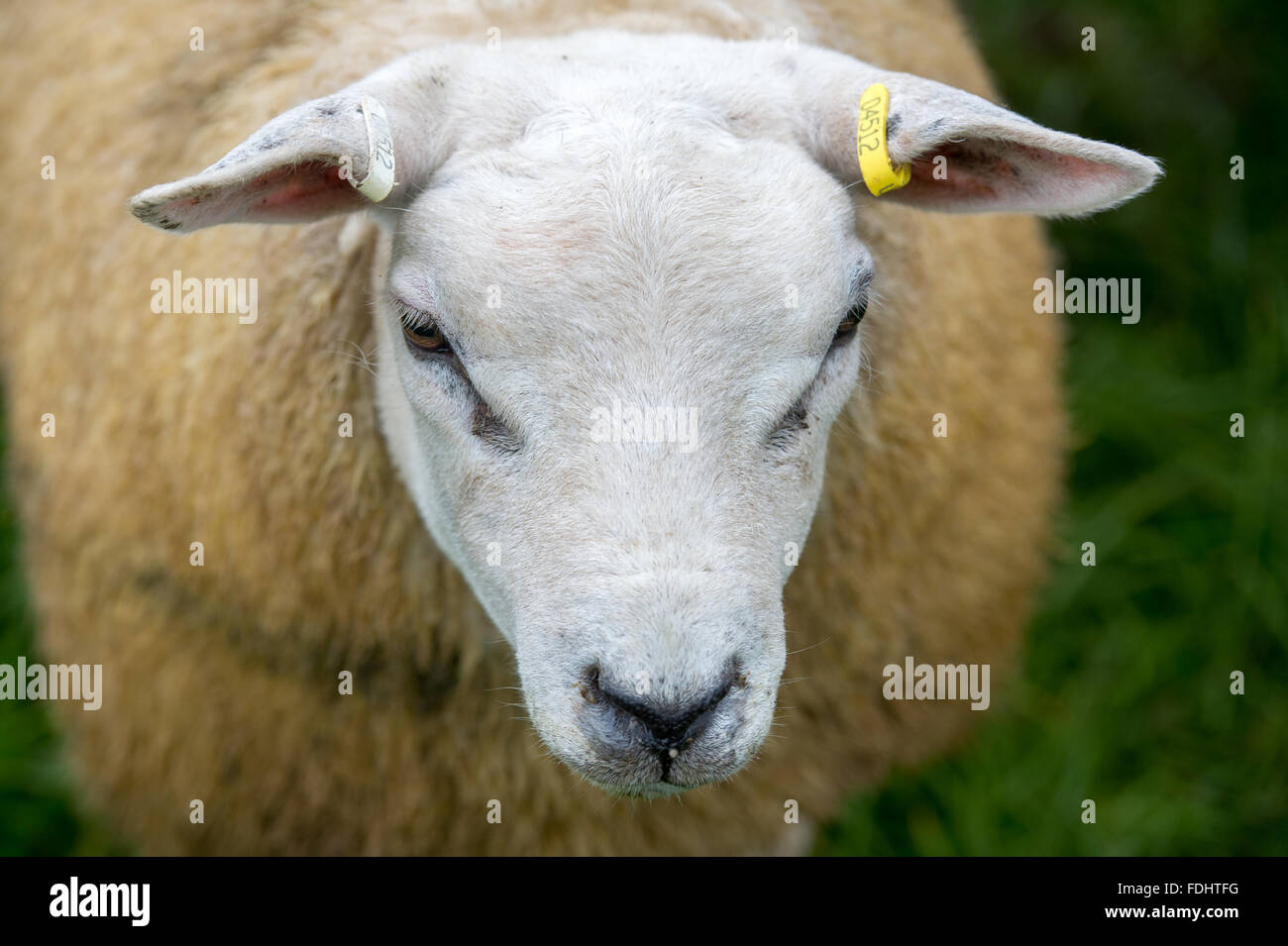 A Texel Sheep at the International Sheepdog Trials Stock Photo