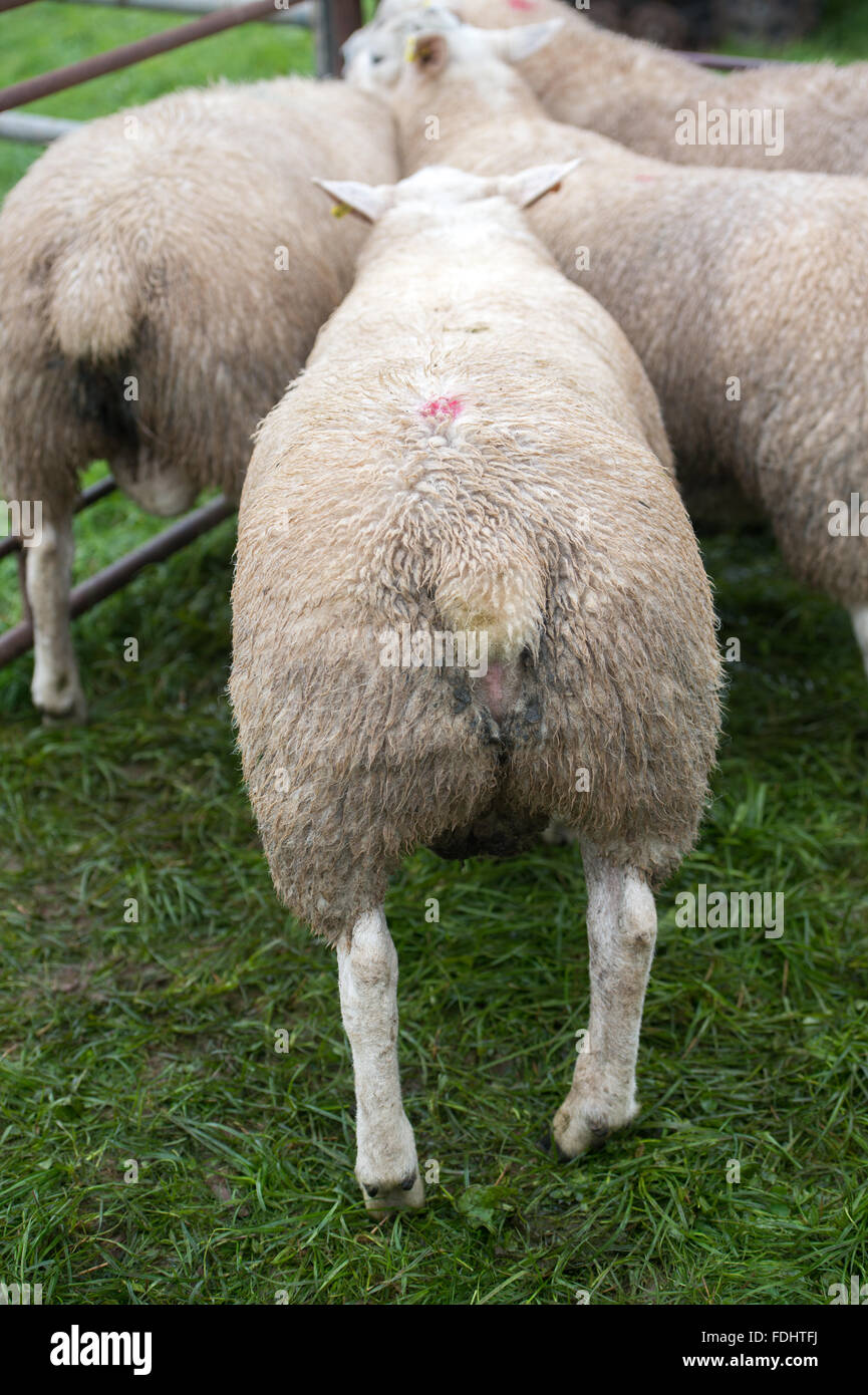 Texel Sheep at the International Sheepdog Trials Stock Photo