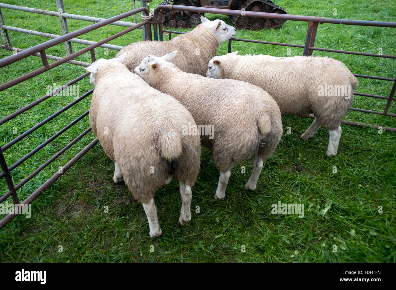 Texel Sheep at the International Sheepdog Trials Stock Photo