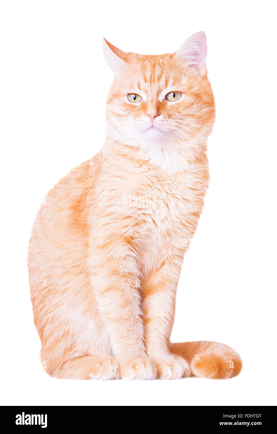 Pretty red young cat isolated on white background Stock Photo - Alamy