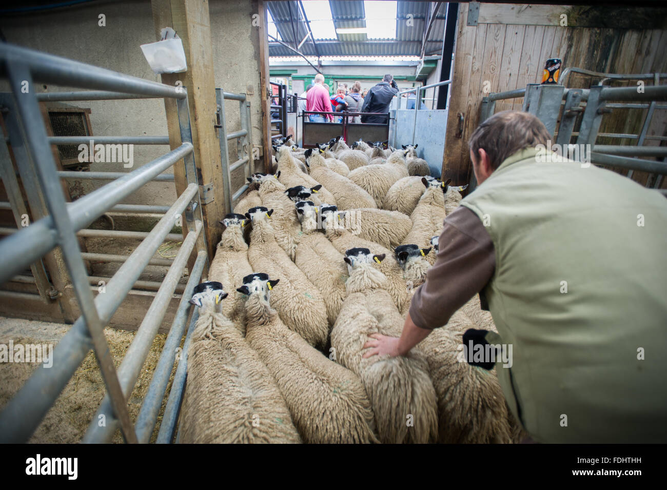 Farmers herding Mule Gimmer Lambs at the Hawes Auction Mart in ...