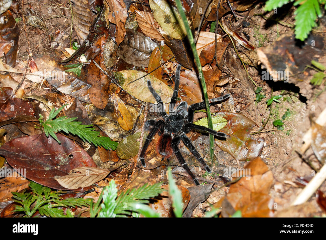 Amazon River Tarantula spider in the Amazon Rainforest near Manaus