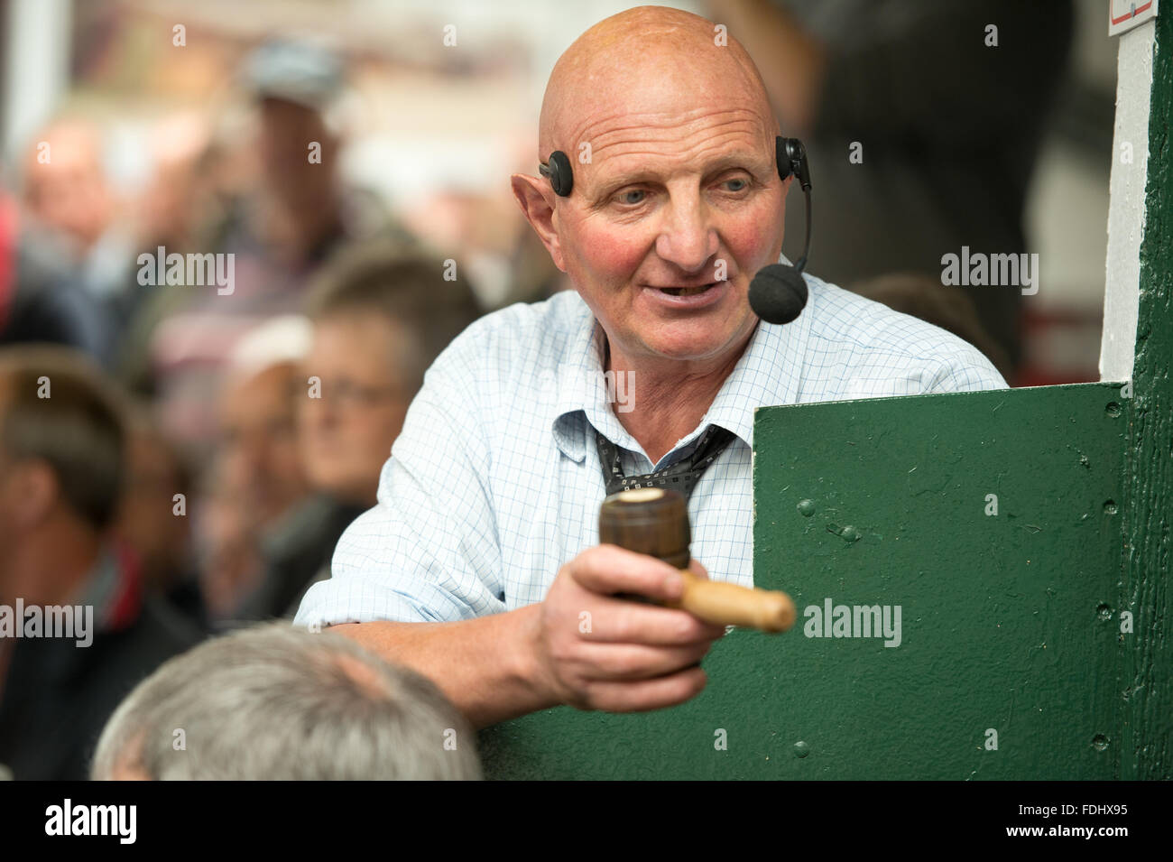 Auctioneer at the Hawes sheep auction in Yorkshire, England, UK Stock