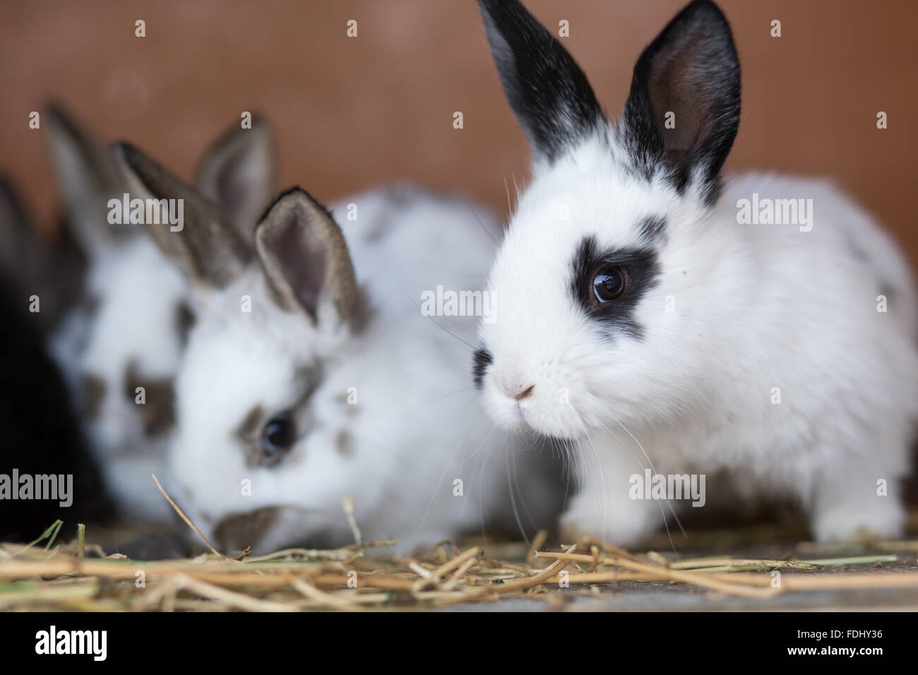 Young rabbits feeding straw in the cage. Small funny bunny Easter