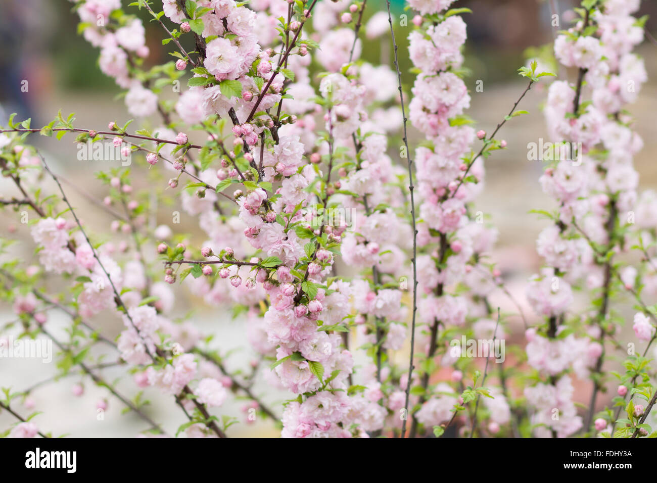Blooming sakura tree in spring park. Pink flowers of blossoming cherry ...