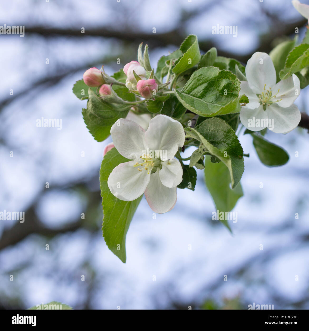 Blossoming apple tree twig with white flowers. Spring fruit tree blooming background Stock Photo