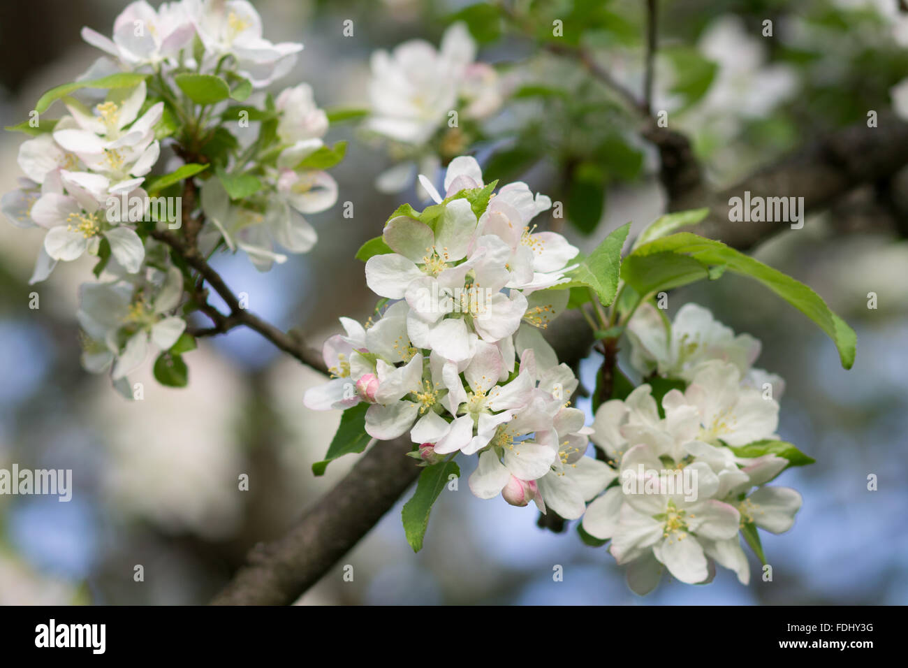 Blossoming apple tree twig with white flowers. Spring fruit tree blooming background Stock Photo