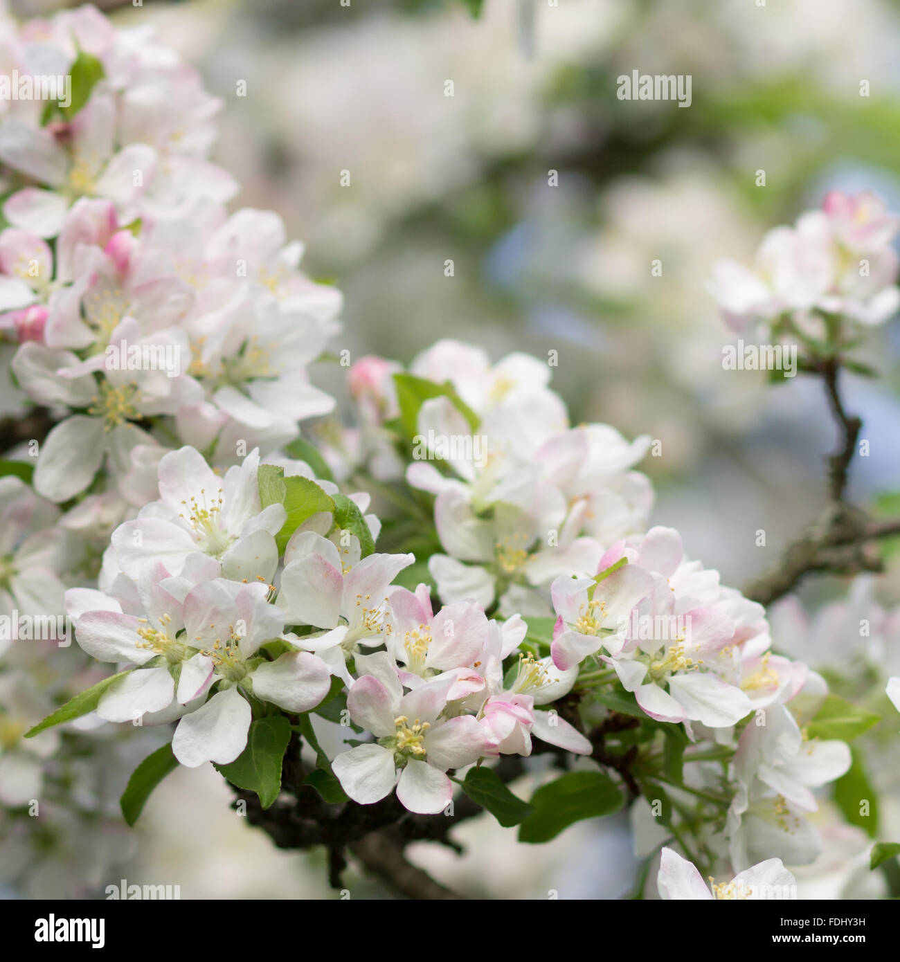 Blossoming apple tree twig with white flowers. Spring fruit tree blooming background Stock Photo