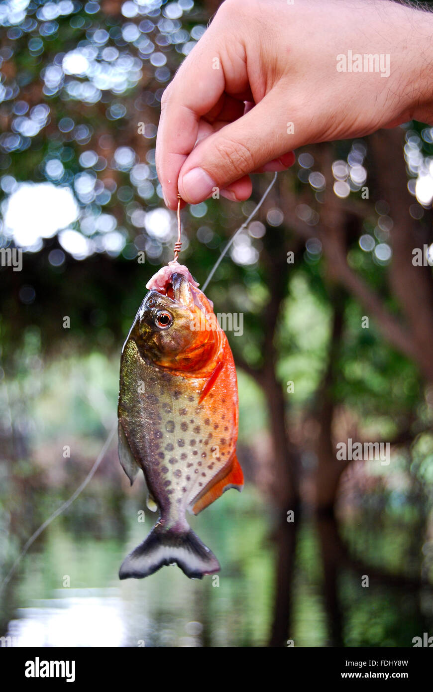 rainforest: Piranha fishing in the  River near Manaus