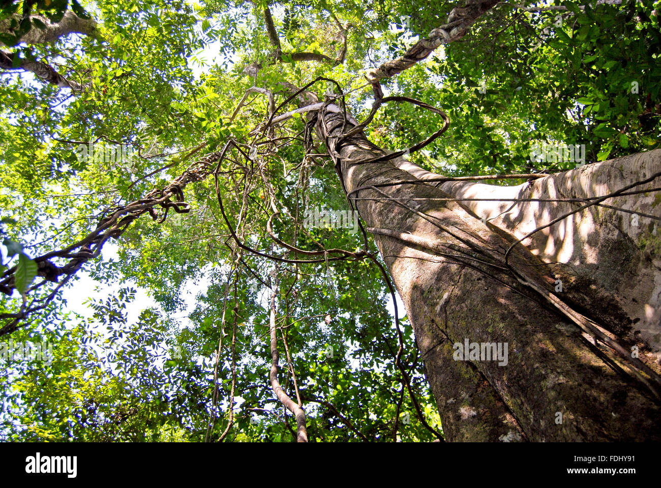 Amazon rainforest Nature and plants along the shore of Amazon River