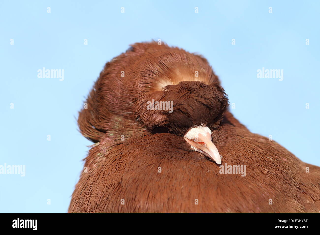 funny brown domestic pigeon portrait over blue sky ( Columba livia ) Stock Photo