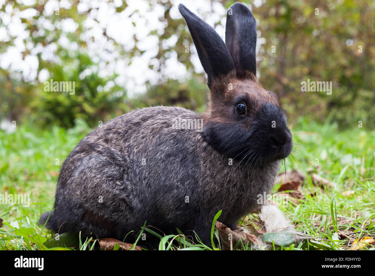 Rabbit sitting on green grass Stock Photo - Alamy