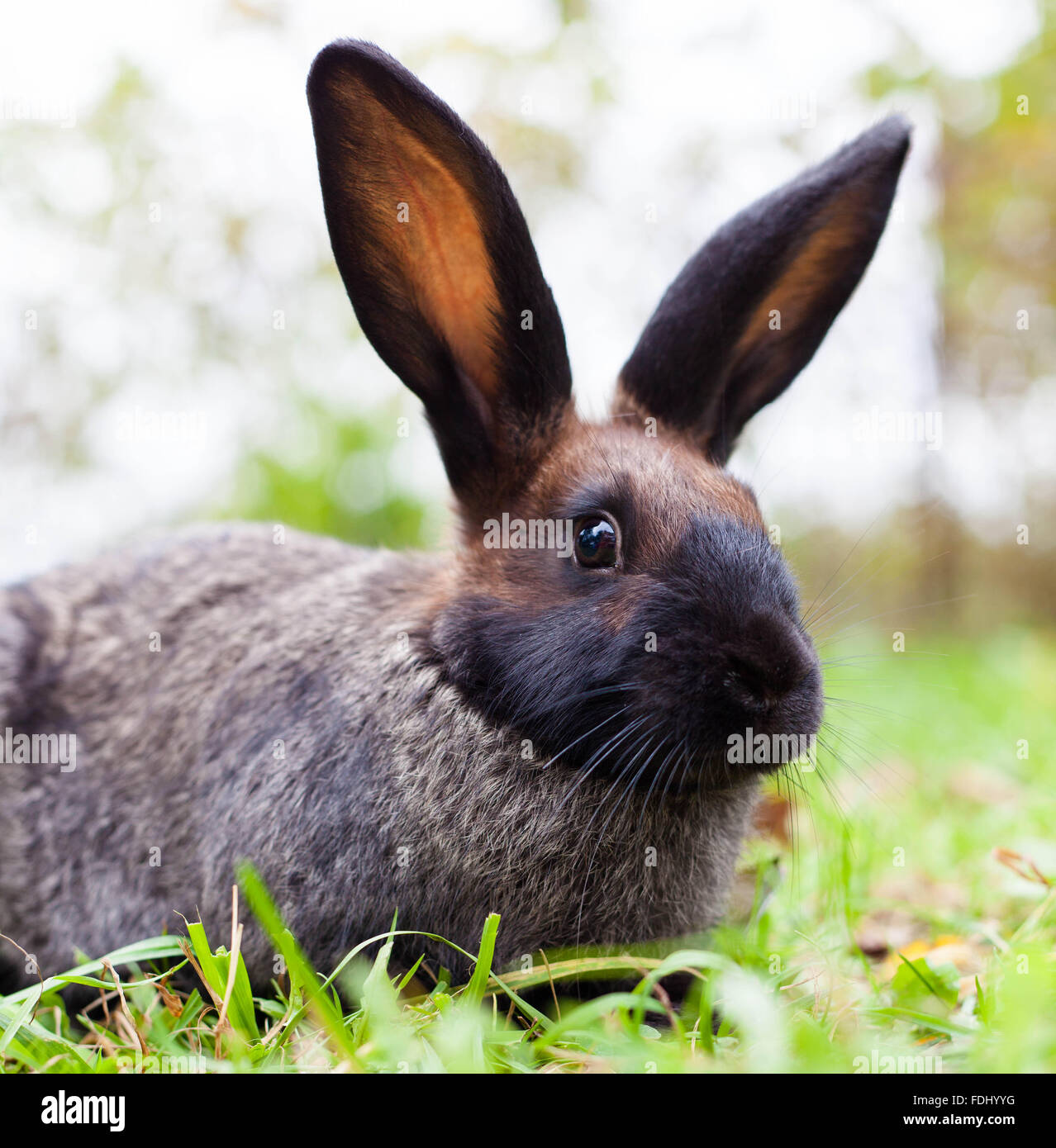 Rabbit sitting on green grass Stock Photo