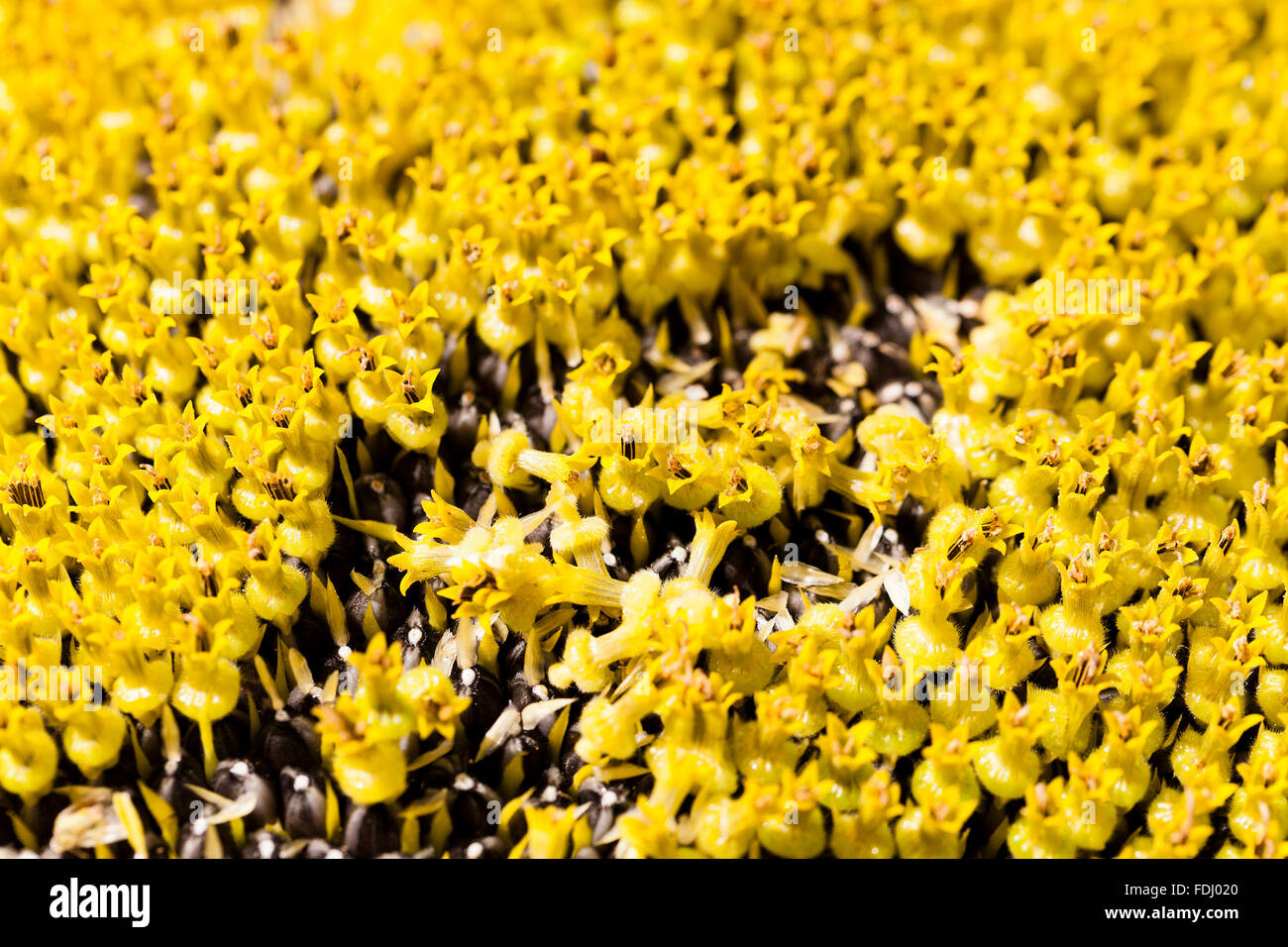 black sunflower seeds Stock Photo Alamy