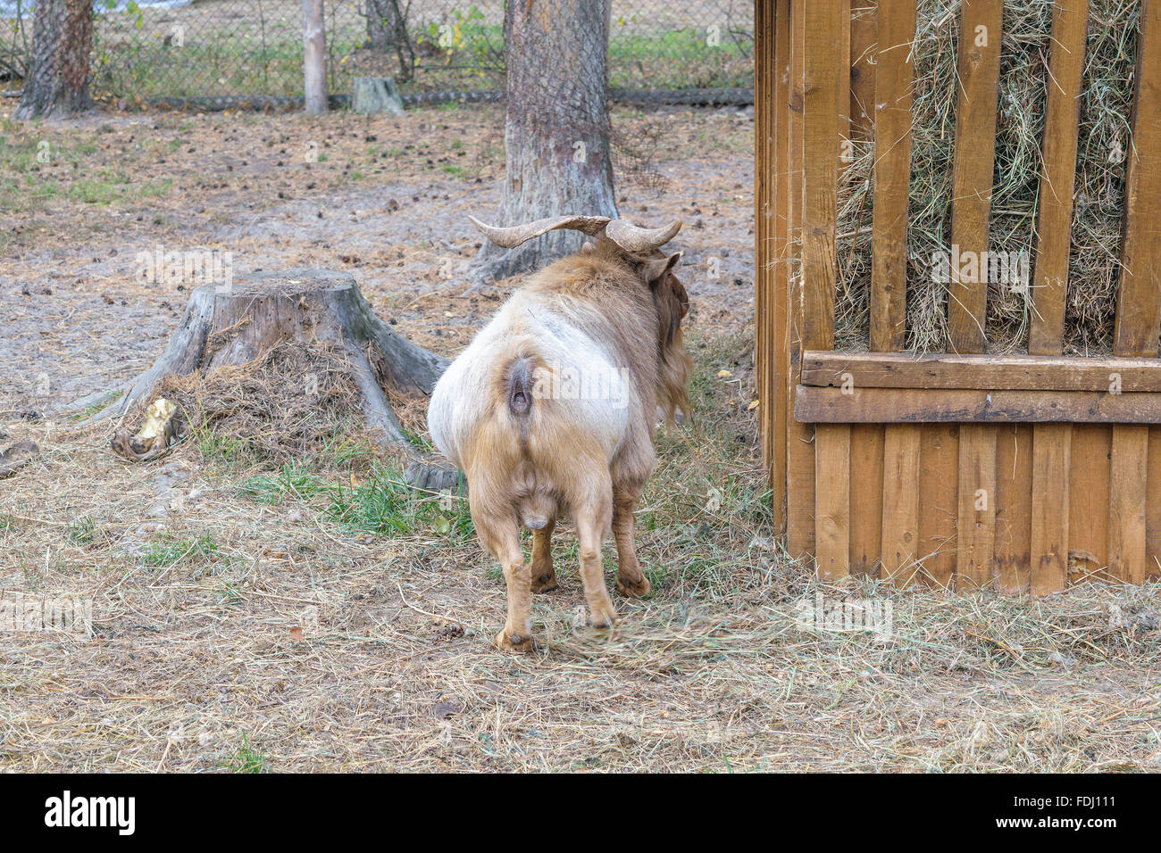 Shaggy horned mountain sheep (ovis ammon) near the feeders with hay (rear view) Stock Photo