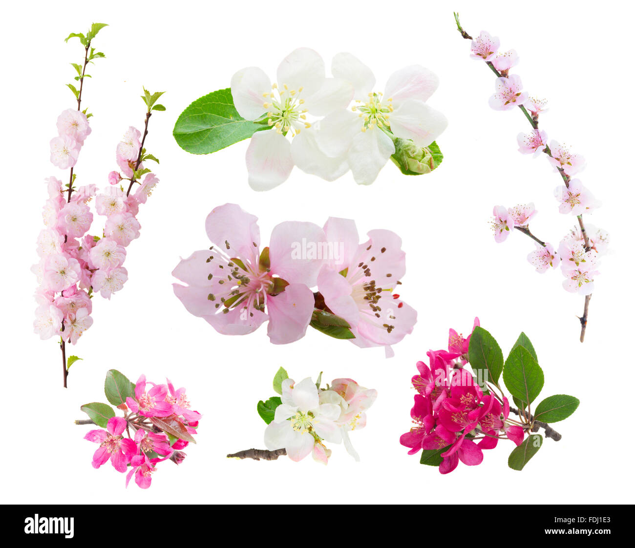 Flowers  tree twigs Stock Photo