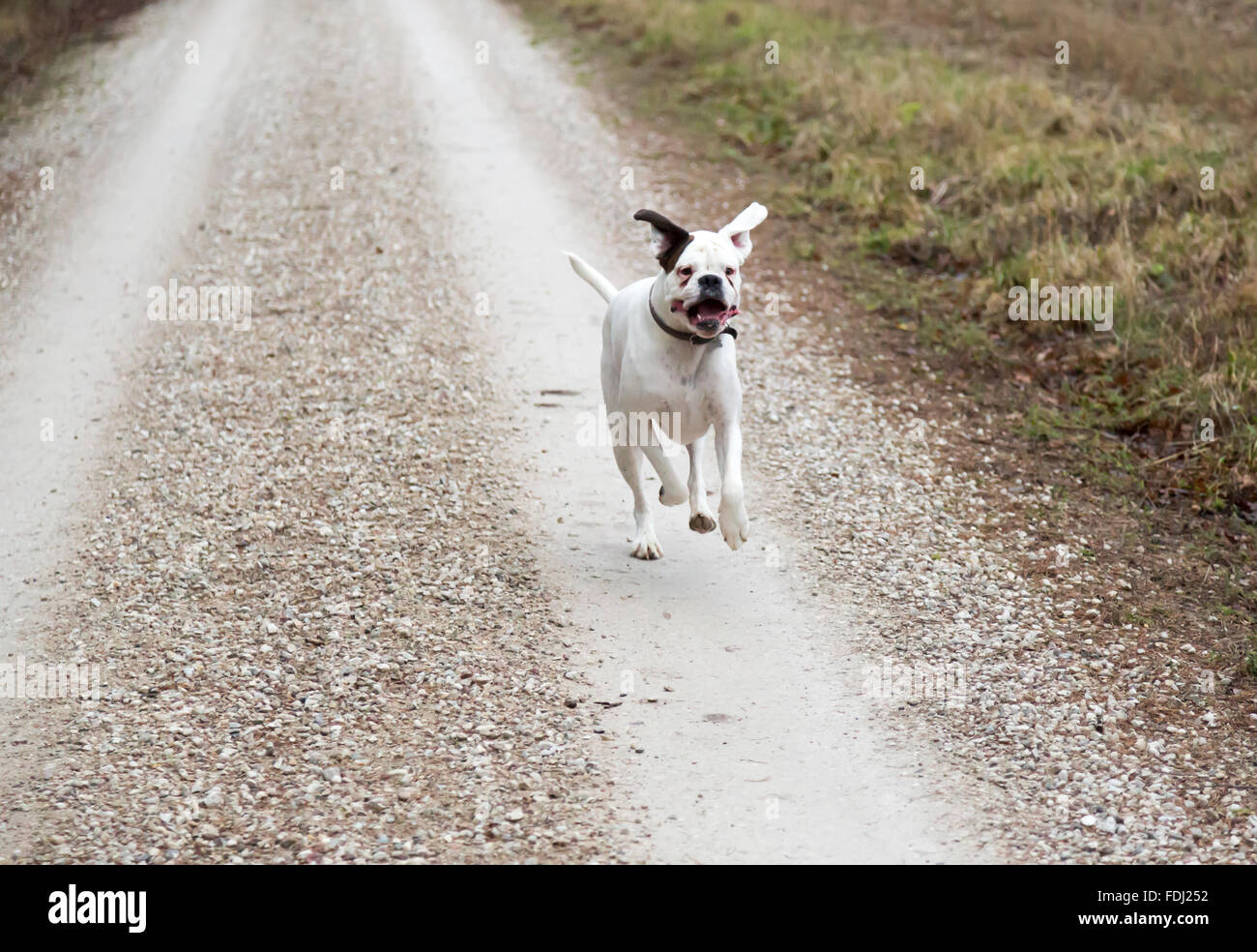 Boxer Dog Running on Gravel Road Stock Photo Alamy