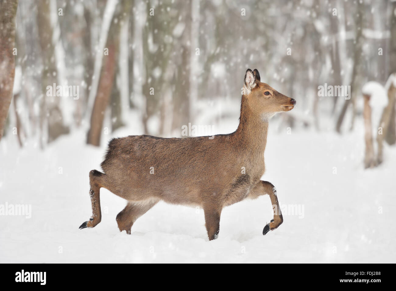 Young deer in winter forest Stock Photo