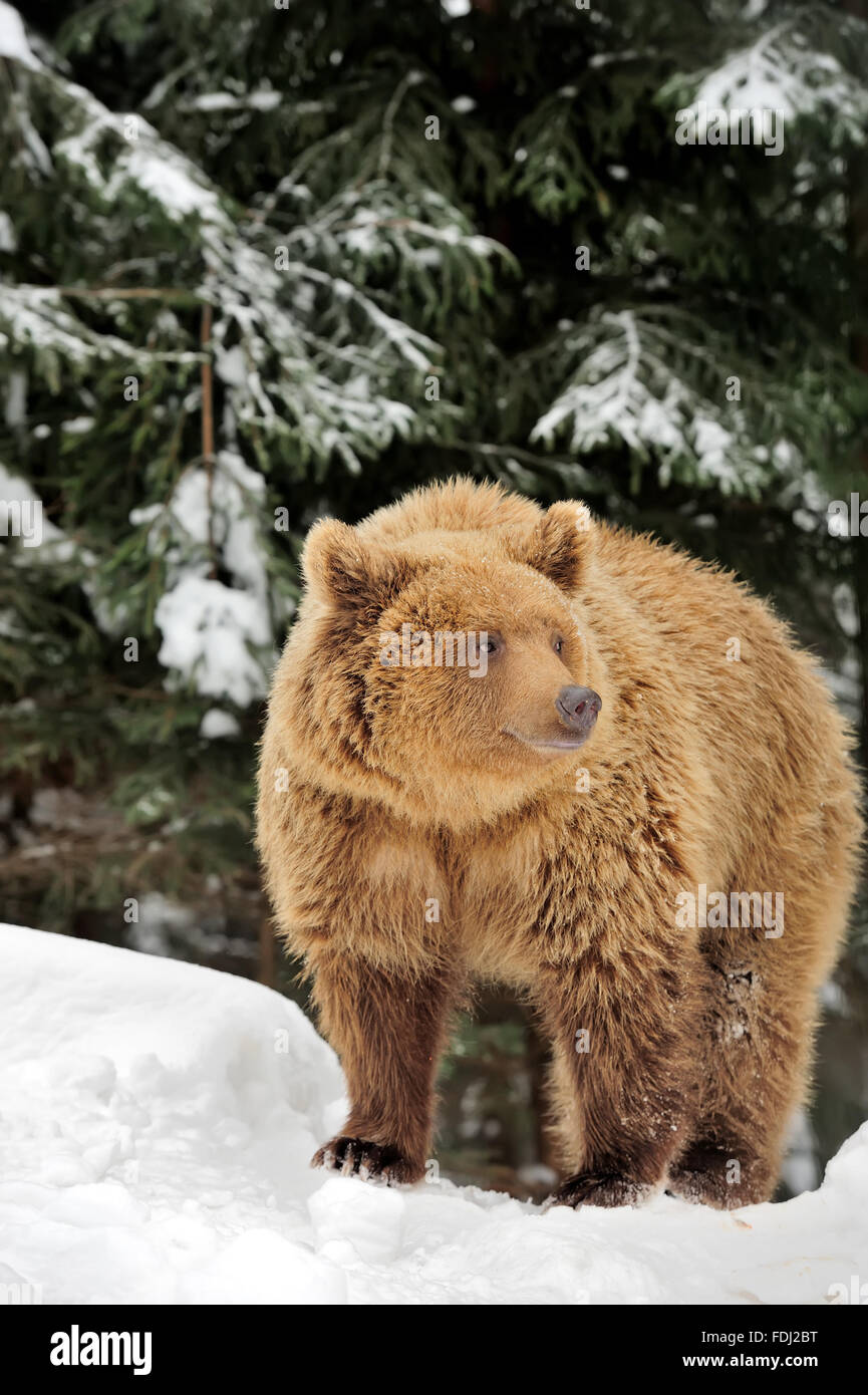 Wild brown bear in winter forest Stock Photo