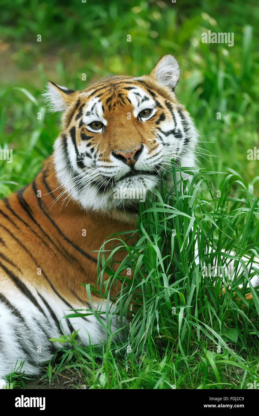 Amur Tiger Hunting in Green White Cotton Grass. Dangerous Animal, Taiga,  Russia. Big Cat Sitting in Environment Stock Image - Image of angry,  aggression: 196612899