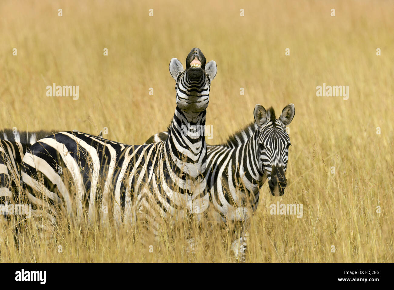 Zebra on grassland in Africa, National park of Kenya Stock Photo Alamy